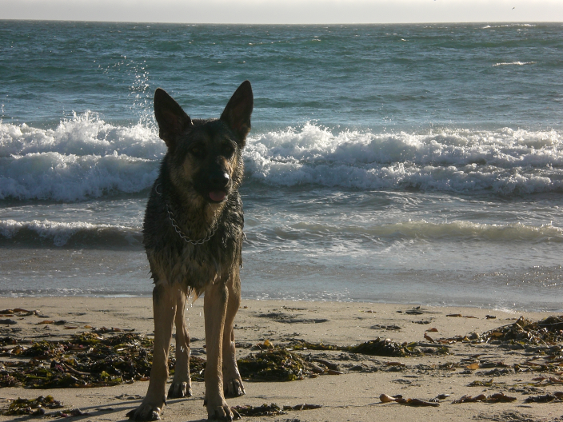 Jack at Beach